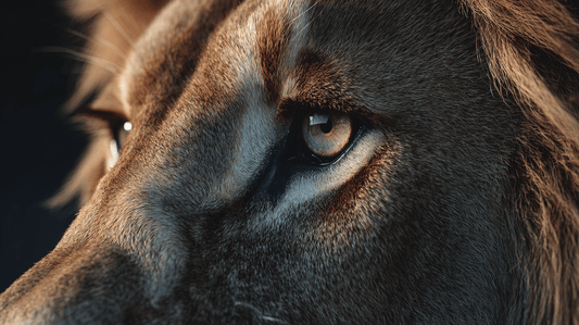 Le signe du Lion (23 juillet – 23 août) : lumière intérieure, générosité et affirmation de soi - Mysticae