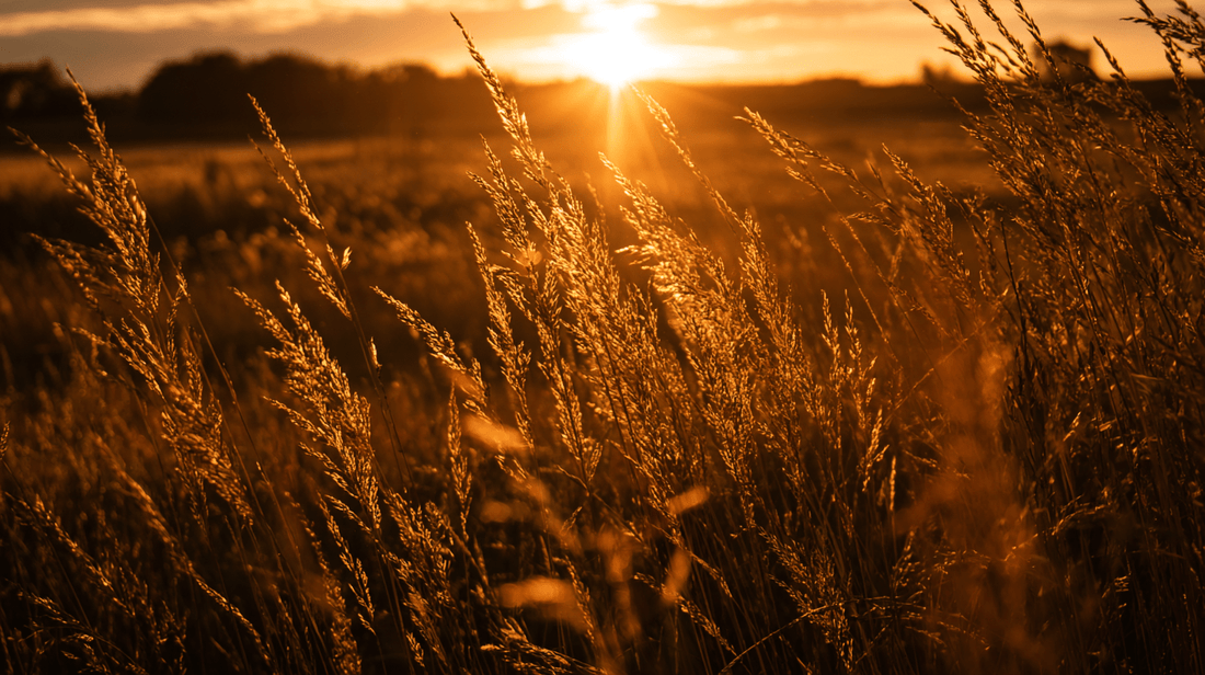 Litha : le sabbat du solstice d’été et de la lumière sacrée - Mysticae